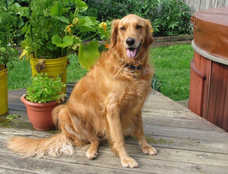 golden-retriever